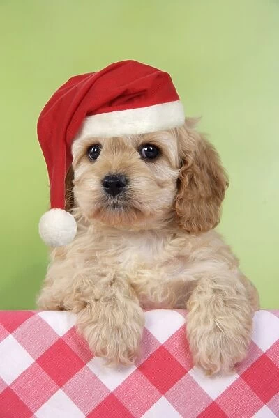 Dog. Cockerpoo puppies (7 weeks old) wearing Christmas hat Digital Manipulation: Hat JD
