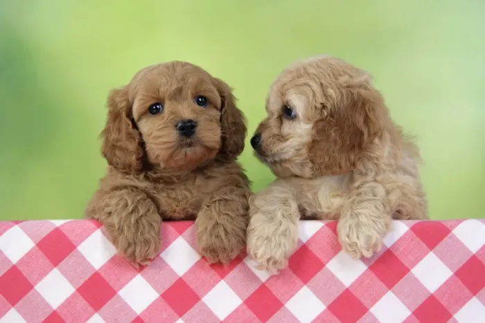 Framed Print : Dog. Cockerpoo puppies (7 weeks old)