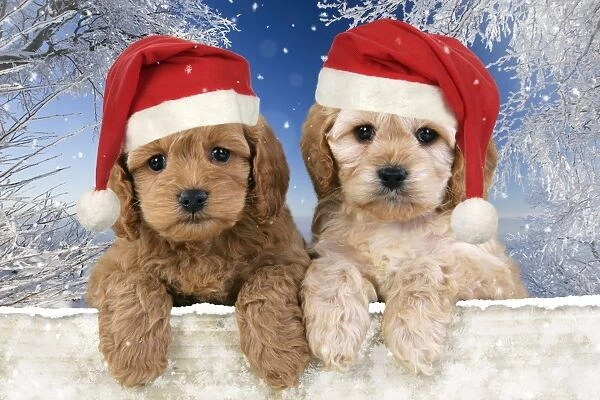 Dog. Cockerpoo puppies (7 weeks old) looking over fence wearing Chritmas hats in snow scene Digital Manipulation: background USH - Hats JD - added all the snow