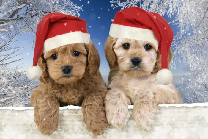 Framed Print : Dog. Cockerpoo puppies (7 weeks old) looking over fence wearing Chritmas hats in snow scene Digital Manipulation: background USH - Hats JD - added all the snow Framed Print : Dog. Cockerpoo puppies (7 weeks old) looking over fence wearing Chritmas hats in snow scene Digital Manipulation: background USH - Hats JD - added all the snow