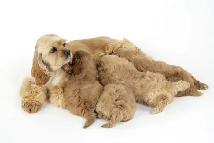 Framed Print : Dog. Cockerpoo puppies (7 weeks old) with mother Framed Print : Dog. Cockerpoo puppies (7 weeks old) with mother
