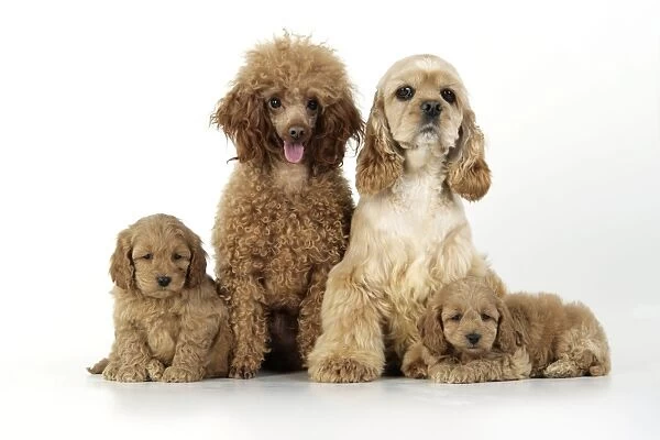 Dog. Cockerpoo puppies (7 weeks old) with parents