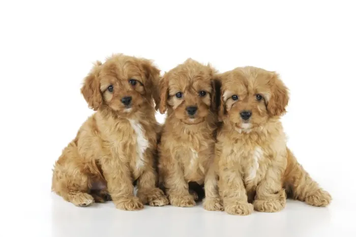Framed Print : DOG. Cockerpoo puppies (Poodle X Cocker Spaniel ) 7 wks old Framed Print : DOG. Cockerpoo puppies (Poodle X Cocker Spaniel ) 7 wks old