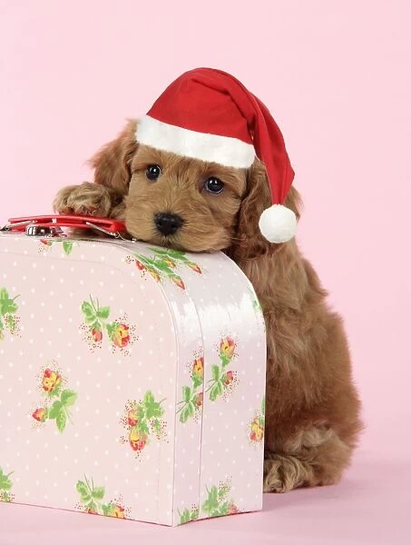 Dog. Cockerpoo puppy (7 weeks old) on pink suitcase wearing Christmas hat Digital Manipulation; Hat (JD)