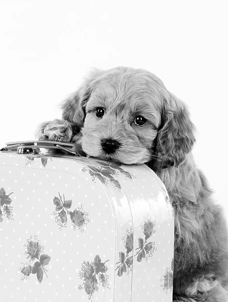 Dog. Cockerpoo puppy (7 weeks old) on suitcase Digital Manipulation: cropped turned B&W