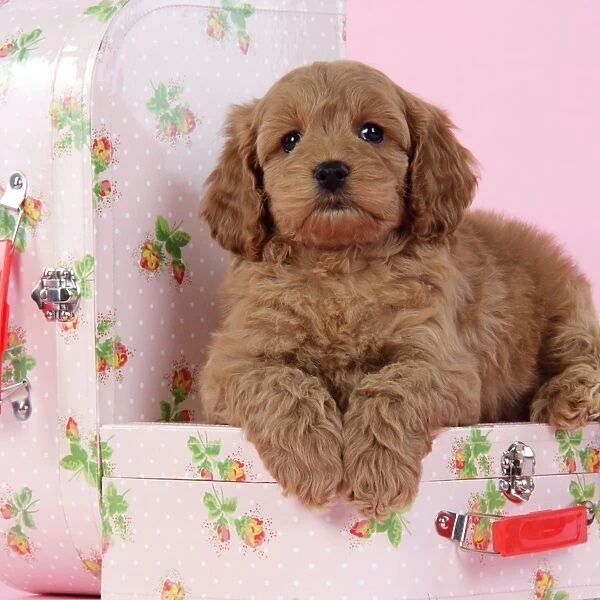 Dog. Cockerpoo puppy (7 weeks old) on pink suitcase