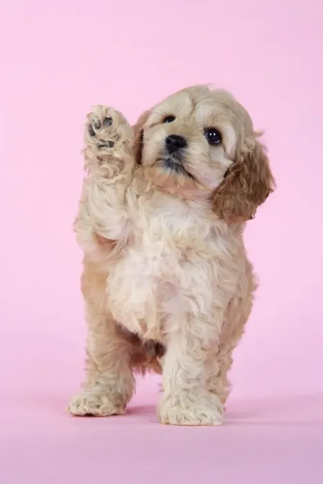 Framed Print : Dog. Cockerpoo puppy (7 weeks old) waving Framed Print : Dog. Cockerpoo puppy (7 weeks old) waving