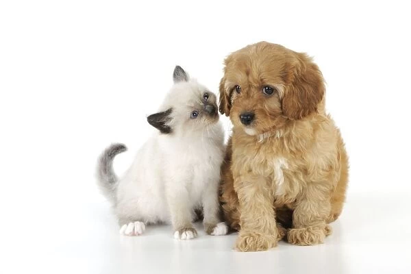 DOG. Cockerpoo puppy (Poodle X Cocker Spaniel 7wks old) with a kitten