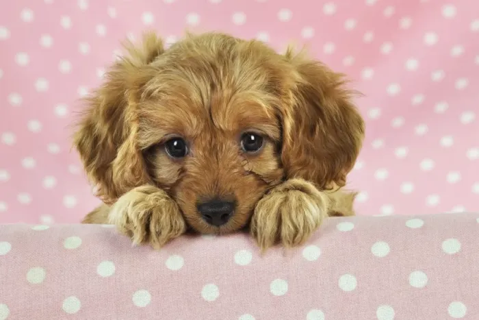 Framed Print : DOG. Cockerpoo puppy (Poodle X Cocker Spaniel ) 7 wks old Framed Print : DOG. Cockerpoo puppy (Poodle X Cocker Spaniel ) 7 wks old