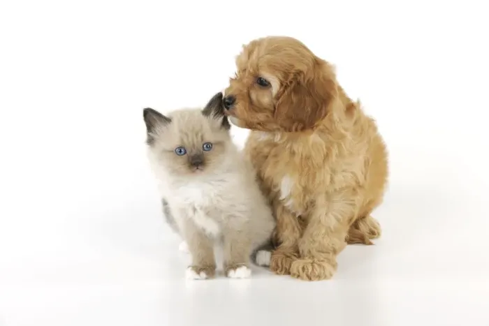 Framed Print : DOG. Cockerpoo puppy (Poodle X Cocker Spaniel 7wks old) with a kitten Framed Print : DOG. Cockerpoo puppy (Poodle X Cocker Spaniel 7wks old) with a kitten