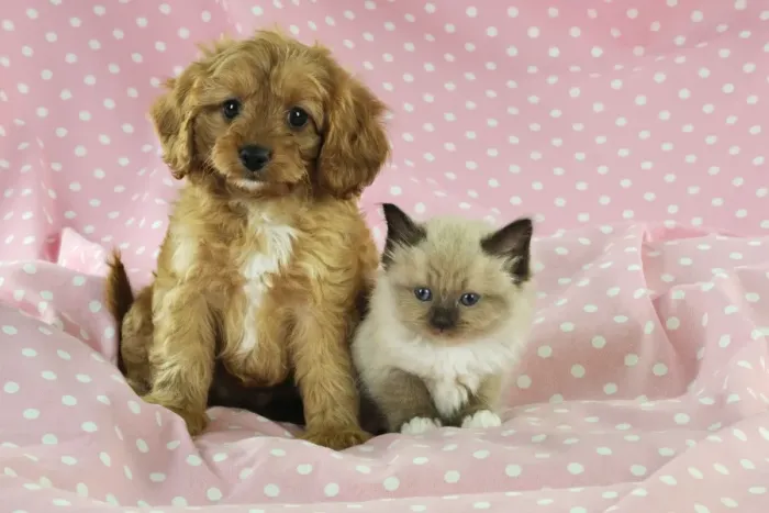 Framed Print : DOG. Cockerpoo puppy (Poodle X Cocker Spaniel 7wks old) with a kitten