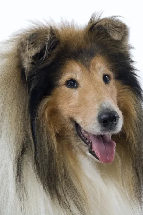 Framed Print : Dog - Collie Framed Print : Dog - Collie