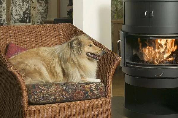 Dog - Collie in armchair by fire