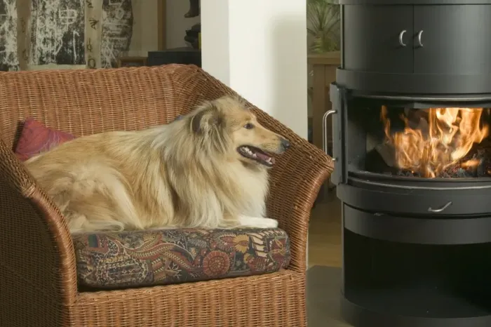 Framed Print : Dog - Collie in armchair by fire Framed Print : Dog - Collie in armchair by fire