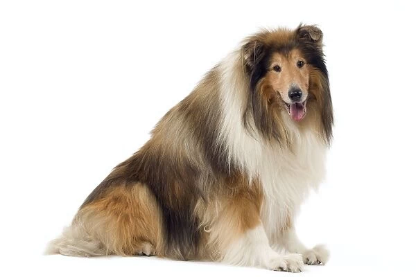 Dog - Collie colley