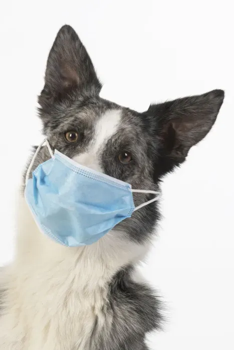 Framed Print : DOG. Collie cross dog wearing a blue surgical mask, studio white background Framed Print : DOG. Collie cross dog wearing a blue surgical mask, studio white background