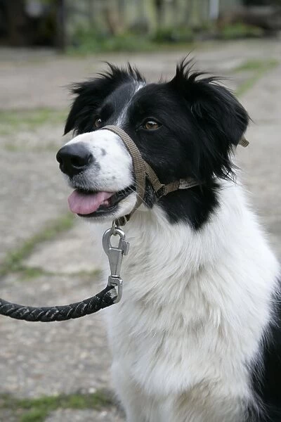 DOG - Collie dog wearing a head collar