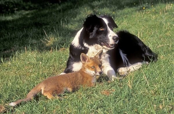 Dog - Collie sheepdog with adopted young fox Cotswolds UK