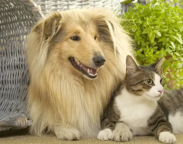 Framed Print : Dog - Collie sitting with Tabby and White Cat Framed Print : Dog - Collie sitting with Tabby and White Cat