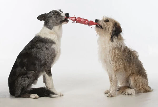 DOG. Collie x and other cross breed, holding /  pulling a Christmas cracker, studio, white background