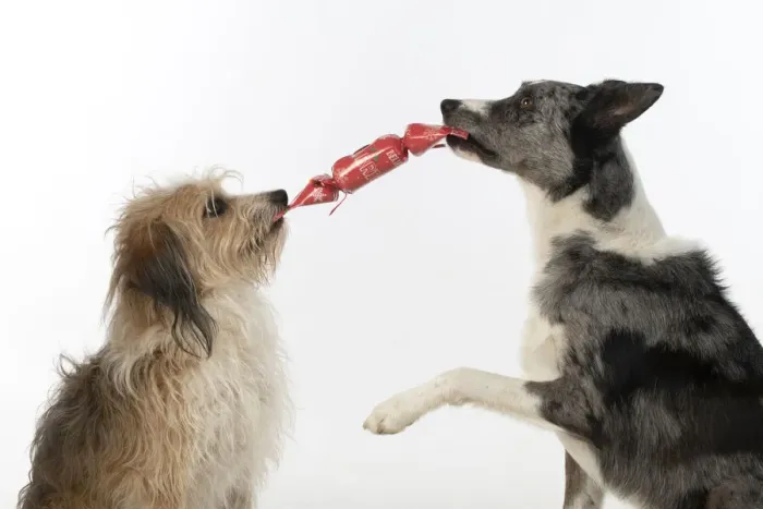 Framed Print : DOG. Collie x and other cross breed, holding / pulling a Christmas cracker, studio, white background Framed Print : DOG. Collie x and other cross breed, holding / pulling a Christmas cracker, studio, white background