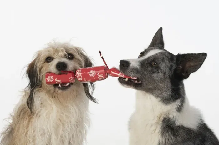 Framed Print : DOG. Collie x and other cross breed, holding / pulling a Christmas cracker, studio, white background Framed Print : DOG. Collie x and other cross breed, holding / pulling a Christmas cracker, studio, white background
