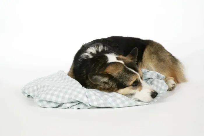 Framed Print : DOG - Corgi on its comfort blanket Framed Print : DOG - Corgi on its comfort blanket