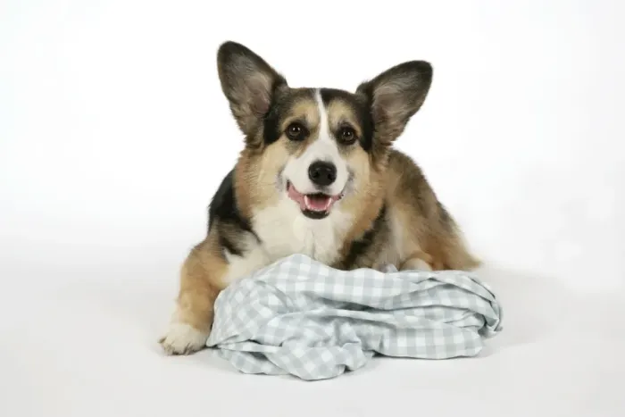 Framed Print : DOG - Corgi on its comfort blanket Framed Print : DOG - Corgi on its comfort blanket