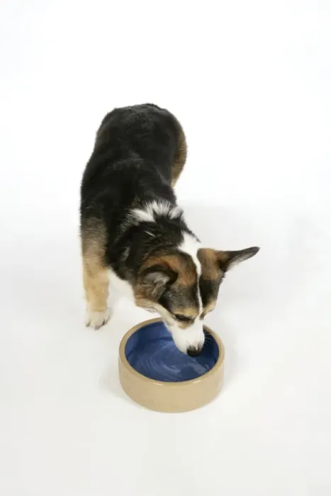 Framed Print : DOG - Corgi drinking from bowl Framed Print : DOG - Corgi drinking from bowl