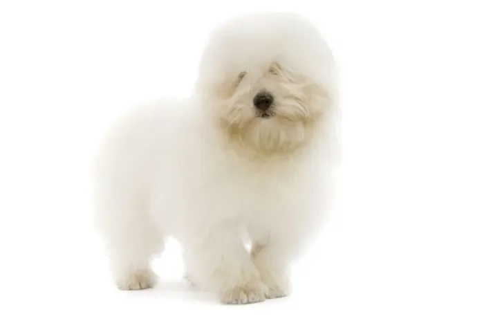 Framed Print : Dog - Coton de Tulear Framed Print : Dog - Coton de Tulear
