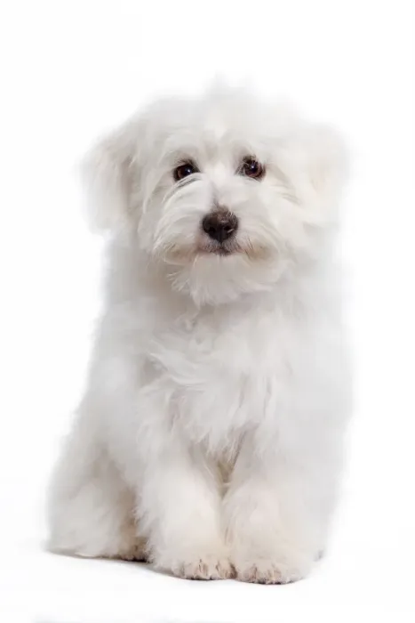 Framed Print : Dog - Coton de Tulear Framed Print : Dog - Coton de Tulear