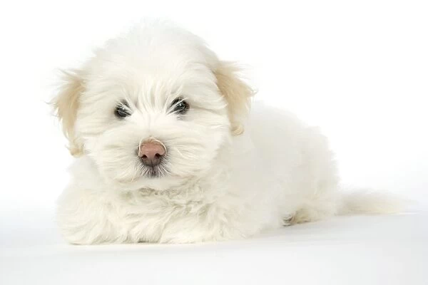 DOG. Coton de Tulear puppy ( 8 wks old )