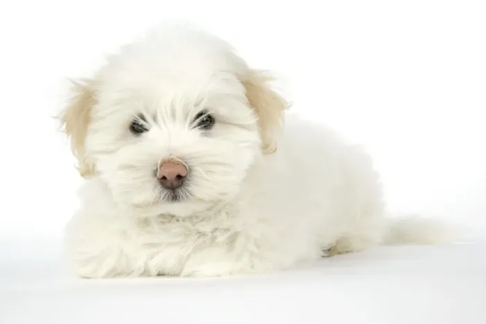 Framed Print : DOG. Coton de Tulear puppy ( 8 wks old ) Framed Print : DOG. Coton de Tulear puppy ( 8 wks old )