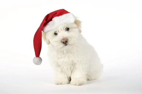 DOG - Coton de Tulear puppy ( 8 wks old ) wearing Christmas hat