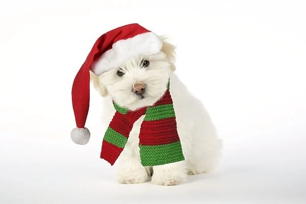DOG - Coton de Tulear puppy ( 8 wks old ) wearing Christmas hat & scarf