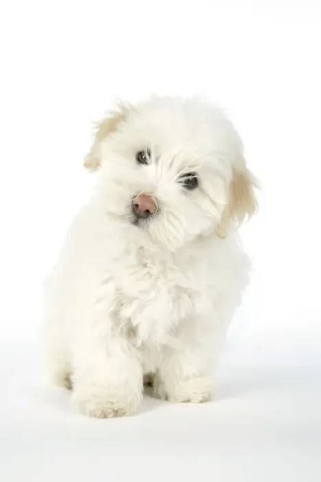 Framed Print : DOG. Coton de Tulear puppy ( 8 wks old ) Framed Print : DOG. Coton de Tulear puppy ( 8 wks old )
