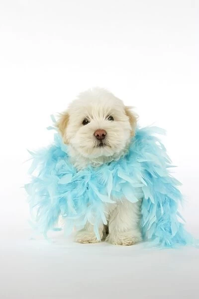 DOG - Coton de Tulear puppy (8 wks old) wearing a feather boa