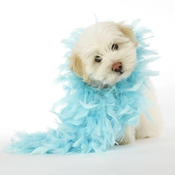 DOG. Coton de Tulear puppy ( 8 wks old ) wearing a feather boa