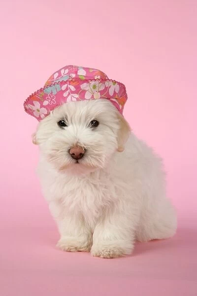 DOG. Coton de Tulear puppy ( 8 wks old ) wearing a pink hat