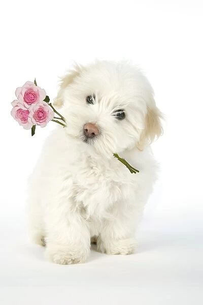 DOG. Coton de Tulear puppy ( 8 wks old ) holding roses in mouth Digital Manipulation: Roses (Su)