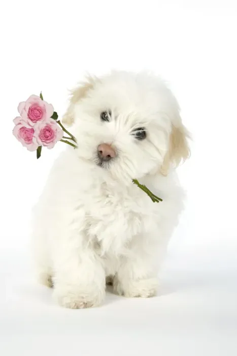 Framed Print : DOG. Coton de Tulear puppy ( 8 wks old ) holding roses in mouth Digital Manipulation: Roses (Su) Framed Print : DOG. Coton de Tulear puppy ( 8 wks old ) holding roses in mouth Digital Manipulation: Roses (Su)