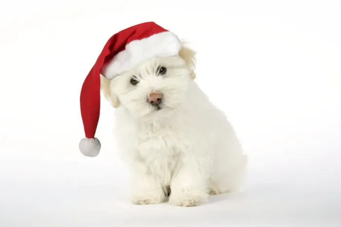 Framed Print : DOG - Coton de Tulear puppy ( 8 wks old ) wearing Christmas hat