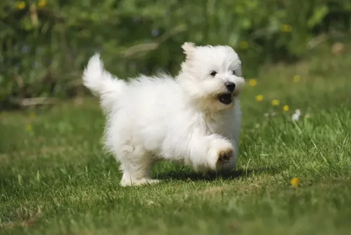 Framed Print : Dog - Coton de Tulear - running in the garden Framed Print : Dog - Coton de Tulear - running in the garden