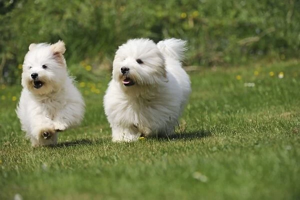Dog - Coton de Tulear - running next to each other in the garden