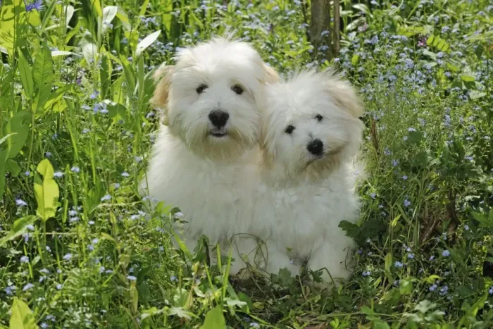 Framed Print : Dog - Coton de Tulear - two sitting together in garden Framed Print : Dog - Coton de Tulear - two sitting together in garden
