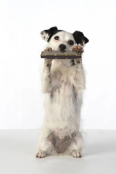 DOG, cross breed jack Russell, sitting up playing a mouth organ  /  harmonica, studio, white background