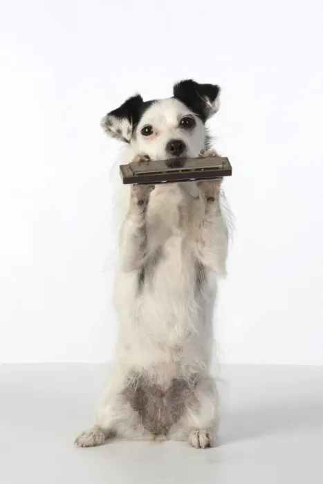 Framed Print : DOG, cross breed jack Russell, sitting up playing a mouth organ / harmonica, studio, white background Framed Print : DOG, cross breed jack Russell, sitting up playing a mouth organ / harmonica, studio, white background