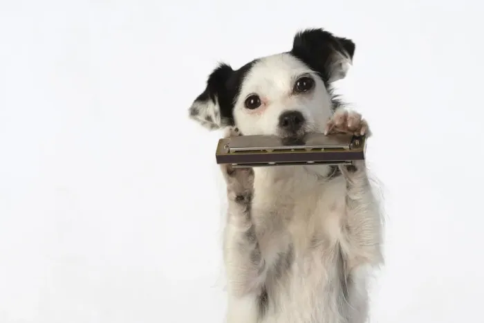 Framed Print : DOG, cross breed jack Russell, sitting up playing a mouth organ / harmonica, studio, white background Framed Print : DOG, cross breed jack Russell, sitting up playing a mouth organ / harmonica, studio, white background