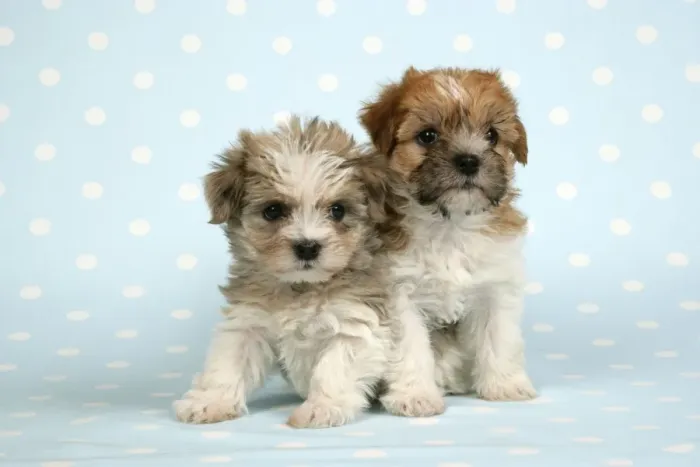 Framed Print : Dog - Two cross breed puppies in front of dotted background Framed Print : Dog - Two cross breed puppies in front of dotted background