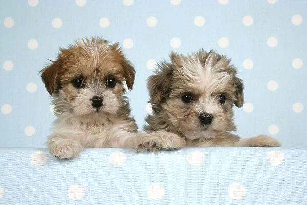 Dog - Cross breed Puppies peeking over cloth